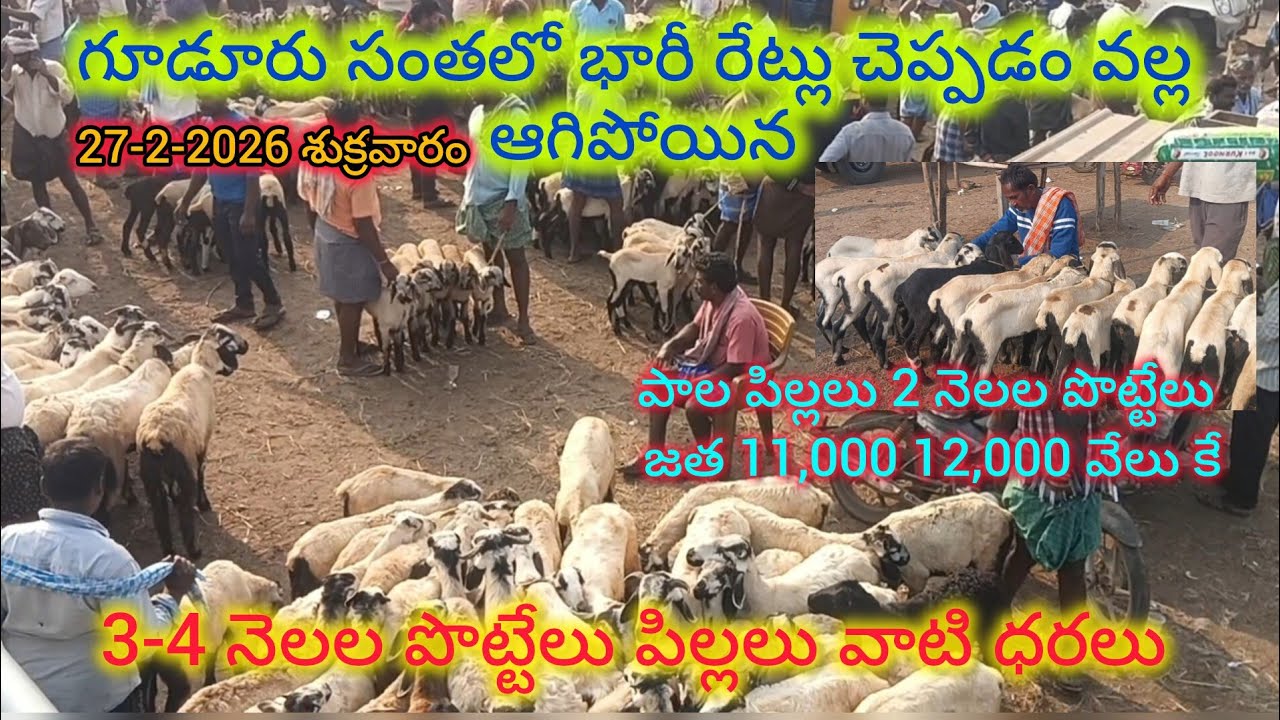 గూడూరు సంతలో చుక్కలు చూపిస్తున్న 3 -4 నెలలు పొట్టేలు పిల్లలు రేట్లు#gudur sheep goats market 27-2-26