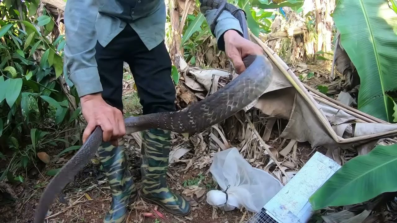 Xuất Hiện Quái Vật Khu Suối Hoang Bắt Mà Rung Hết Người