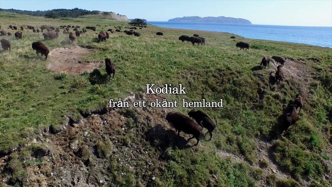 Kodiak - Från ett okänt hemland