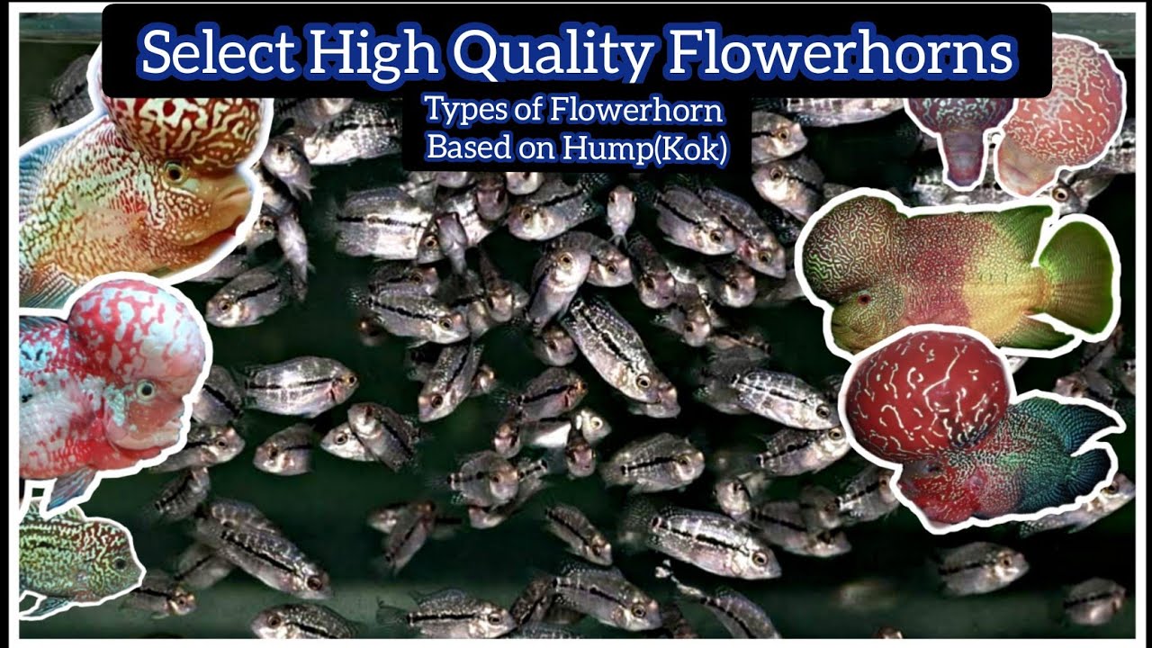 Select High Quality Flowerhorn for Competition, Grooming, Breeding-Types of Kok(Hump)-EshwarGandhi