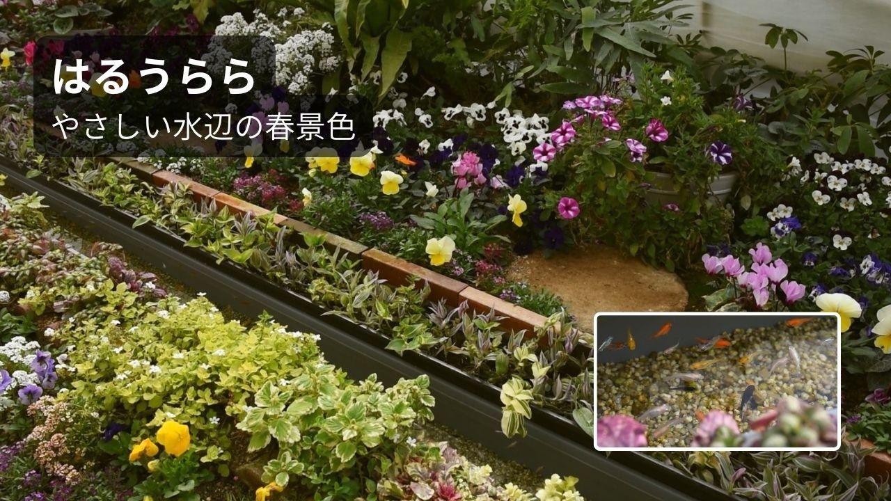 花に囲まれた水辺　めだかと植物のあたたかい光