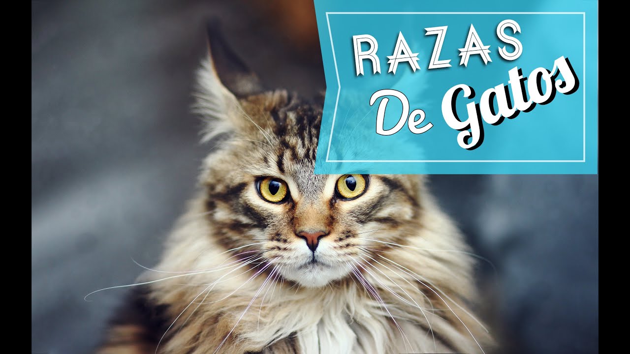 Razas de Gatos (York Chocolate, Persa, Scottish Fold, Maine Coon)