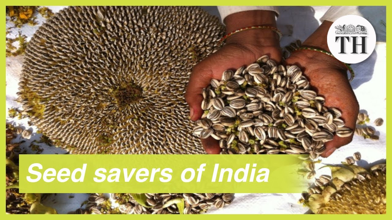 Meet India's seed savers who keep its agricultural diversity alive