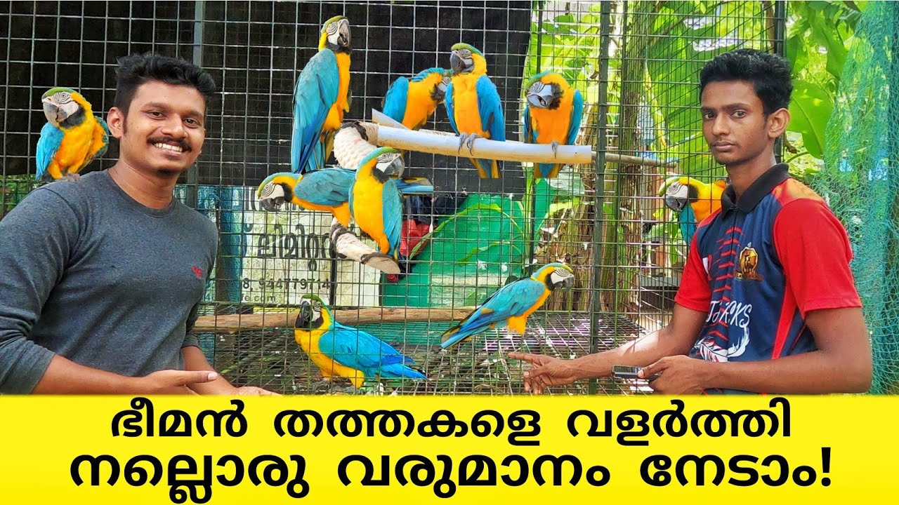 Macawനെ വളർത്താൻ ഉദ്ദേശിക്കുന്നവർ അറിയേണ്ട കാര്യങ്ങൾ!..കൂടാതെ വൻ ലാഭവും|Blue and Gold Macaw Farm |