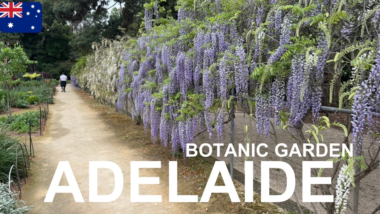 A Perfect Sunday in Adelaide 🌿 Family Walk at Adelaide Botanic Garden 🇦🇺