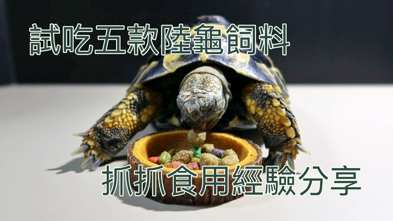 試吃五款陸龜飼料 抓抓食用經驗分享