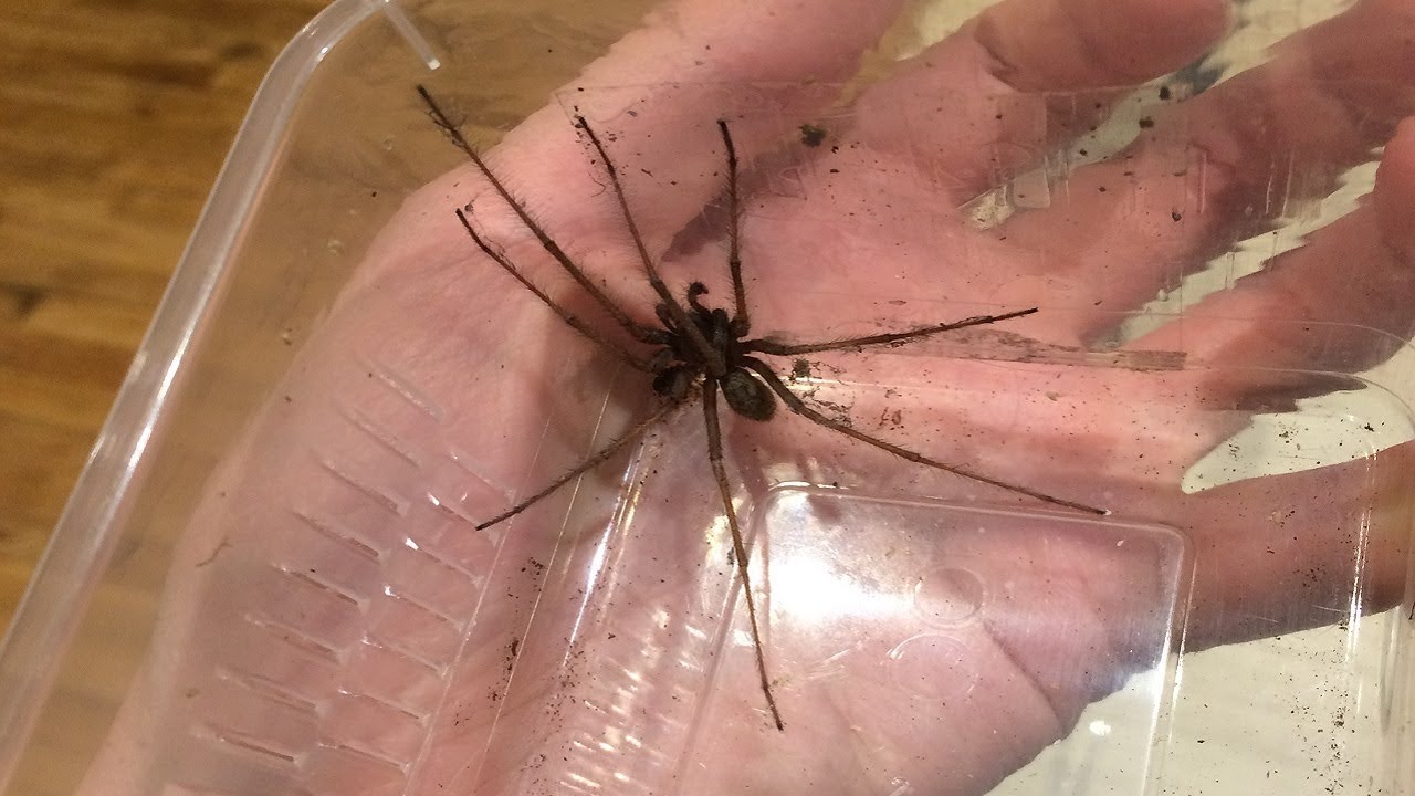 Giant Spiders in the UK! (Giant House Spider 2017)