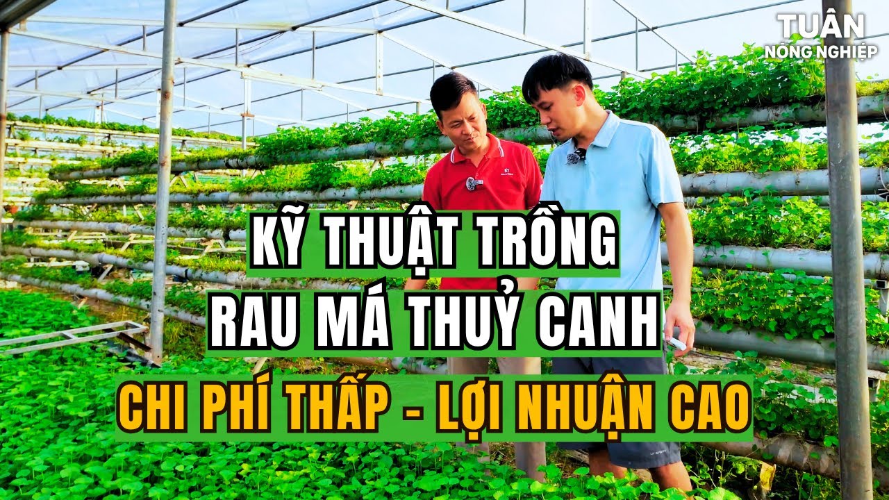 Kỹ Thuật Trồng Rau Má Thuỷ Canh Hiệu Quả - Chi Phí Thấp, Lợi Nhuận Cao.