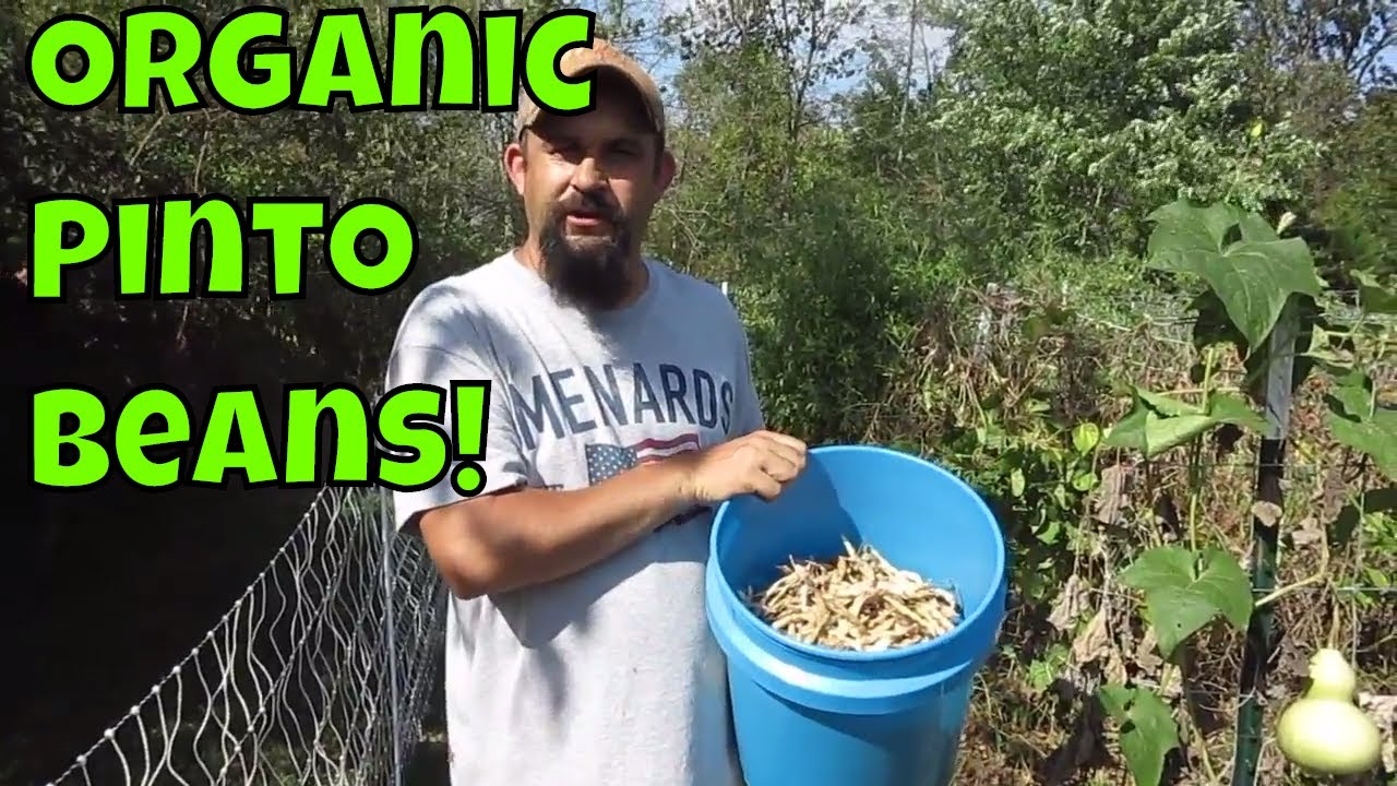 Harvesting Our Heirloom Pinto Beans.