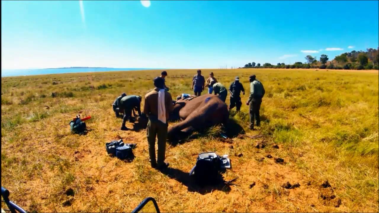 Wounded Elephant Ben - Care Timelapse