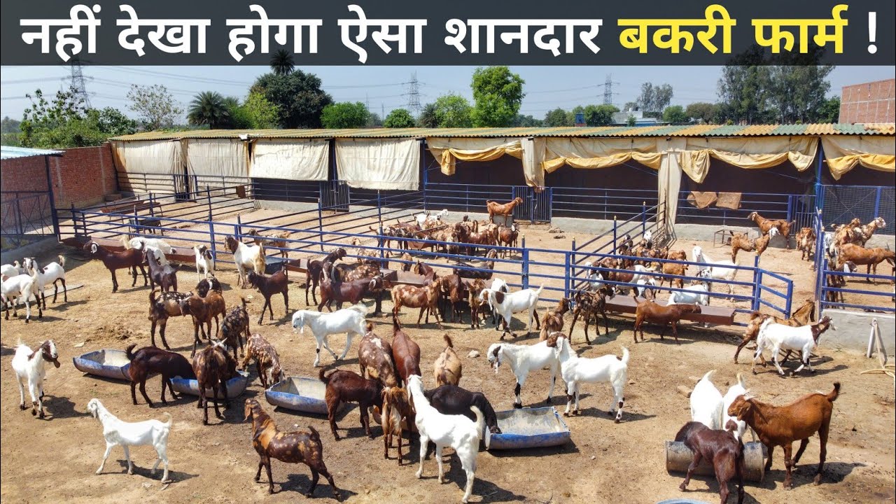 शहर छोड़ गांव में आकर शुरू किया Goat Farming Business | Bakri Palan | Goat Farming In India