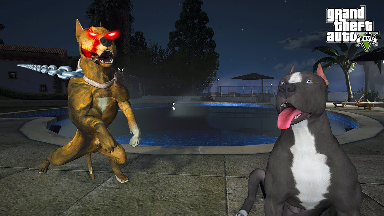 PİTBULL AİLESİNİN PEŞİNDE KORKUNÇ BİR KATİL PİTBULL VAR! KİM BU KÖPEK? - GTA 5
