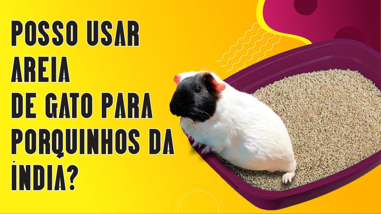 POSSO USAR AREIA DE GATOS PARA PORQUINHO DA ÍNDIA?