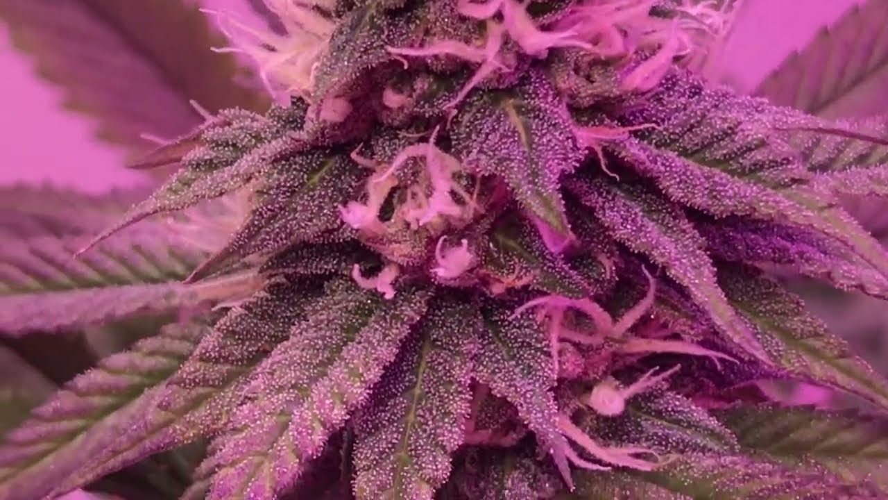 Update on garden Frosted Fruitcake and Peanut butter breath + week4 Flower Drago clone.