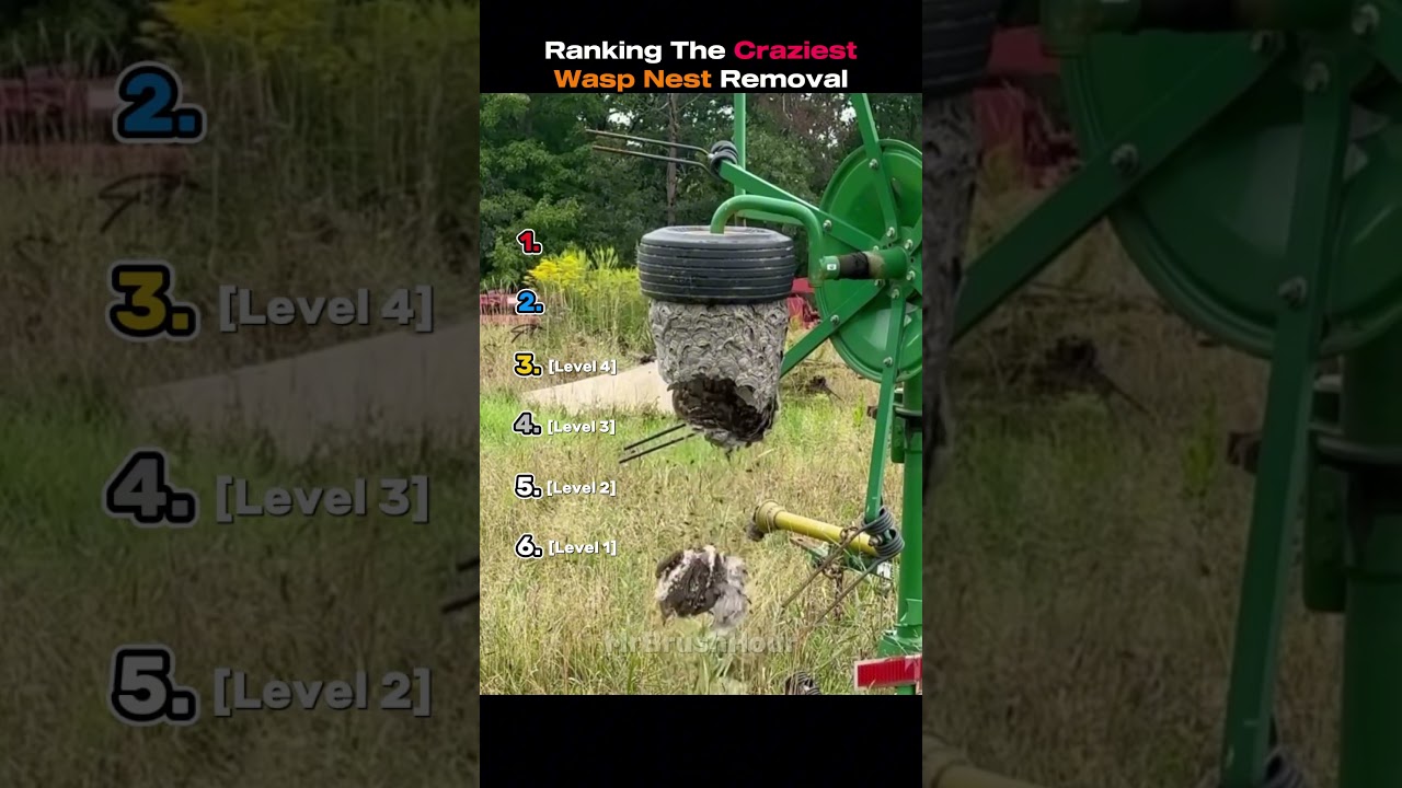 Ranking Craziest Wasp Nest Removal