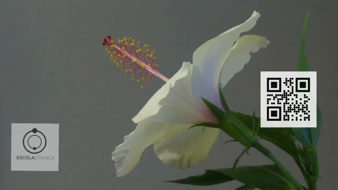 Salve a Luz - Marcela Zarif