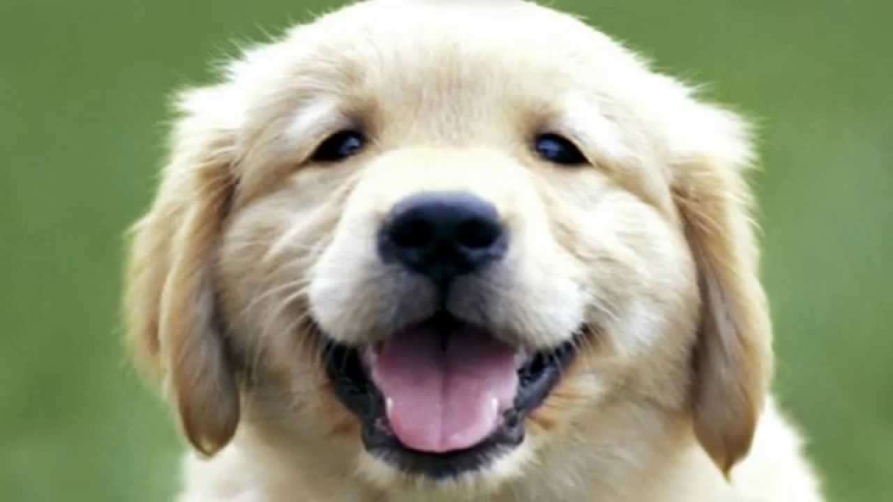 9 Breeds Of Dog That Bite The Least!!