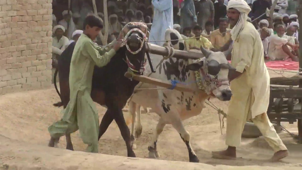 BESAKHI MELA DARBAR MIAN RANJHA 2 BAILON KI DORR KOT SULTAN DISTRIC LAYYAH 15-7-2019 Pat 2