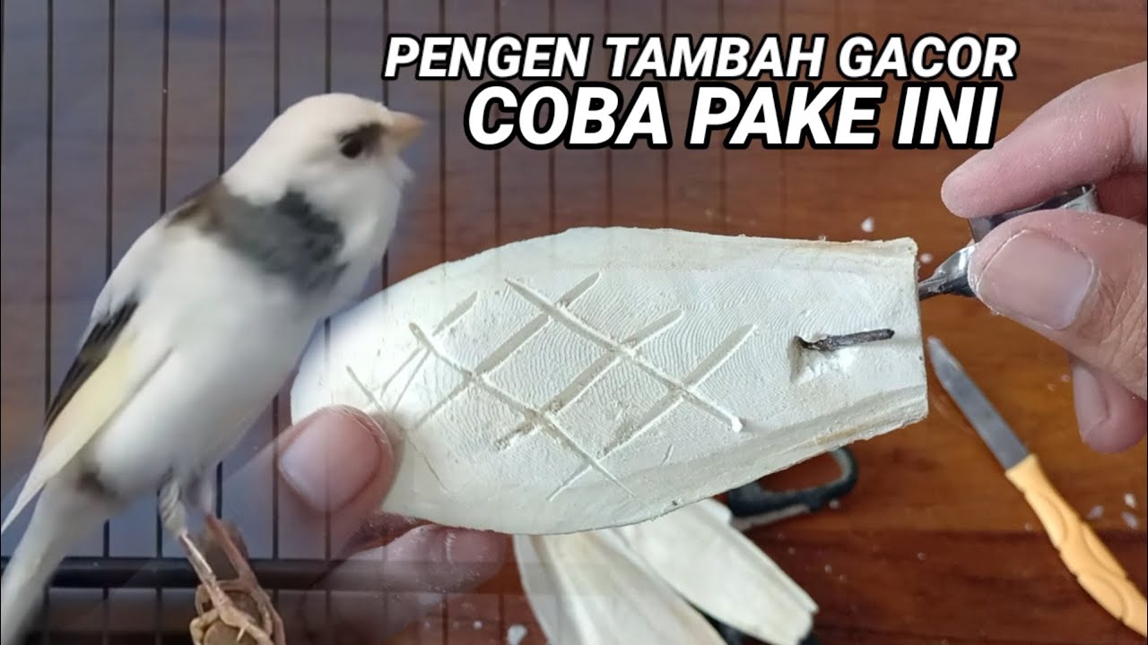 5 manfaat tulang sotong untuk kenari || Lengkap dengan cara penggunaannya