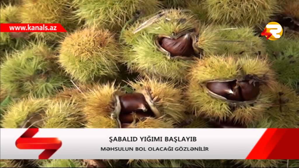 QEBELEDE SABALID YIGIMI DAVAM EDIR