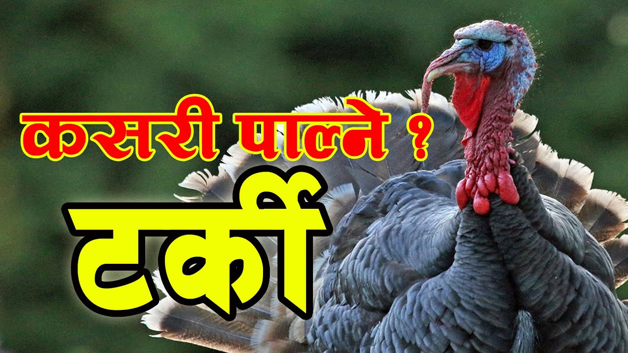 टर्की पालन ‖ नेपालमा टर्की पालन ‖ Turkey Palan ‖ Nepal Ma Turkey palan ‖ Turkey Kasari palne ?
