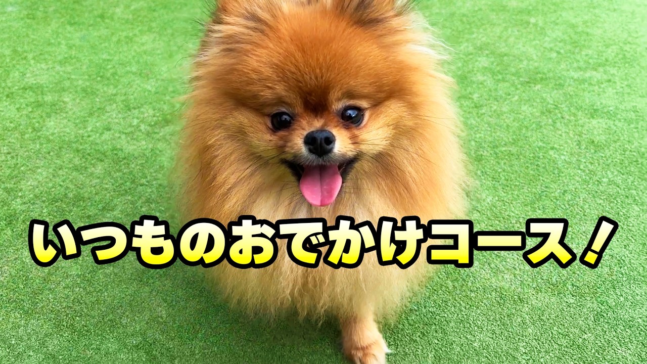 サンダーの定番お出かけコース【天王寺】