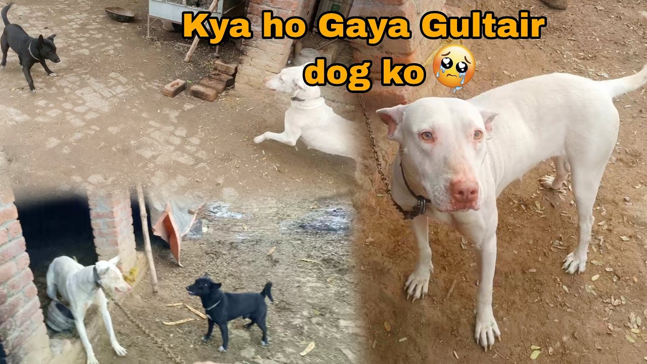 Kya ho Gaya Gultair dog ko achanak attack Kar Diya 😳 Haider Shok vlog YouTube video...
