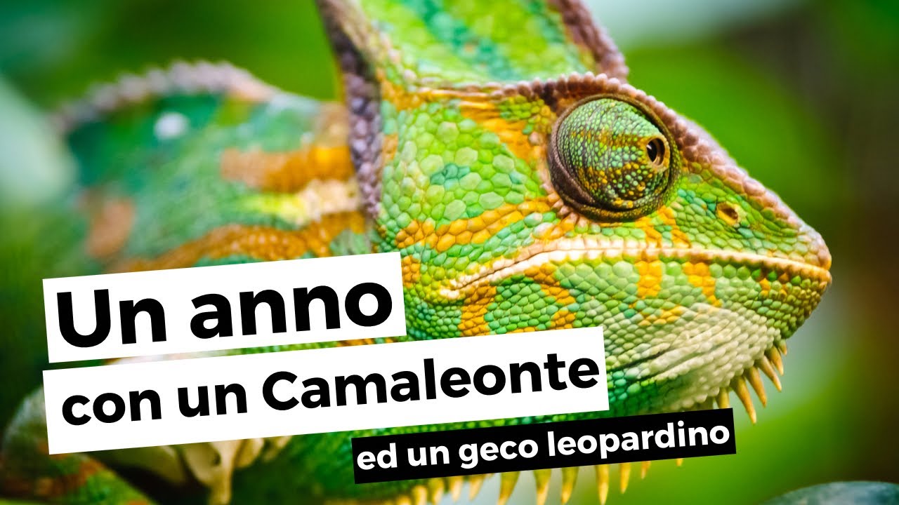 Un anno con un CAMALEONTE ed un GECO LEOPARDINO