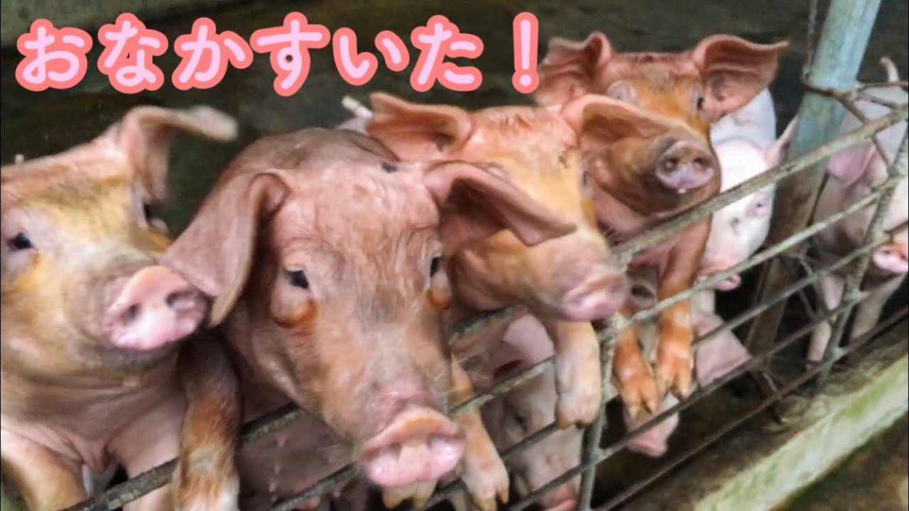 【ミルク以外も食べたい！】毎朝の豚の餌やり
