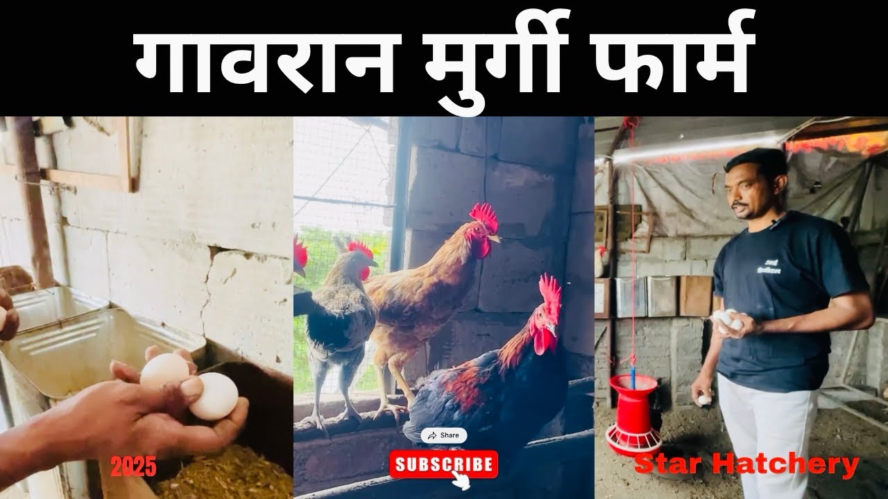 गावरान मुर्गी फार्म | Star Hatchery | 2025