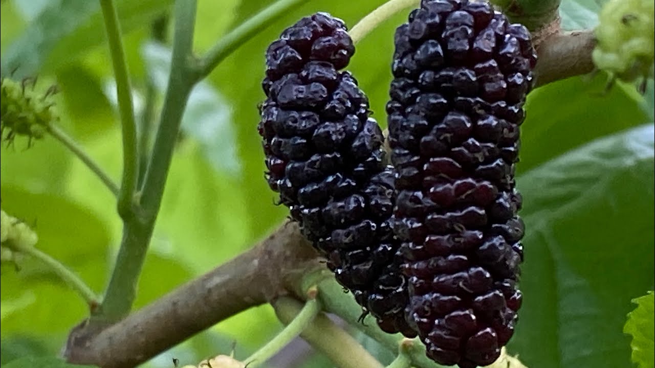 Tice, Shangri La, Delightful Mulberry Trees..Morus Rubra Hybrids…central Florida zone 9B 3/30/25
