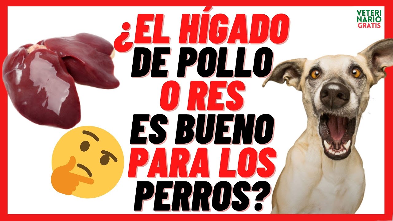 📛 El HÍGADO DE POLLO Y RES 📛(Crudo o Cocido) es BUENO o MALO para los PERROS (Beneficios)