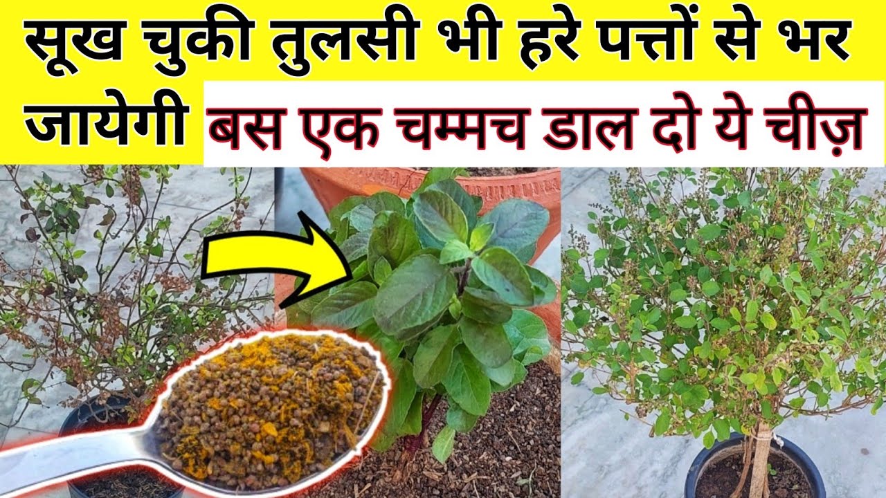 एक चम्मच डालते ही सुखी तुलसी नये पत्तों से भर गयी. TULSI PLANT CARE.How to save drying tulsi.तुलसी.