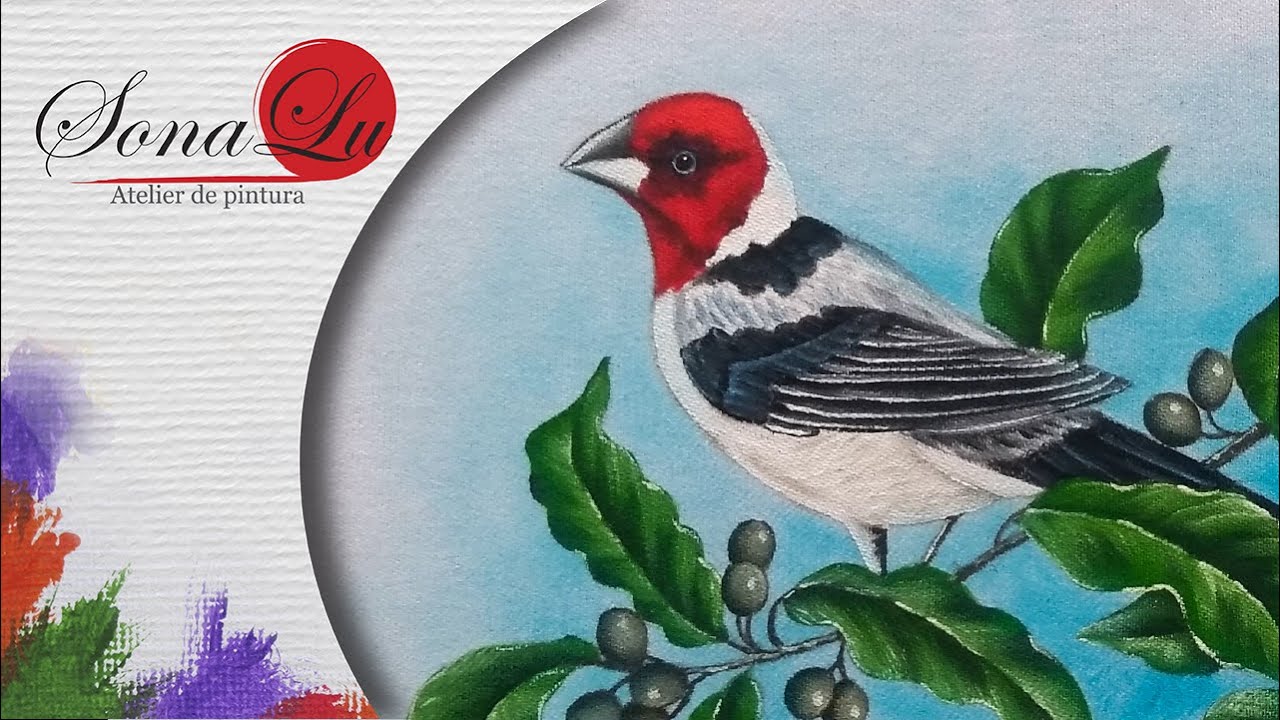 Aula 679 - Galo da Campina em Pano de Prato