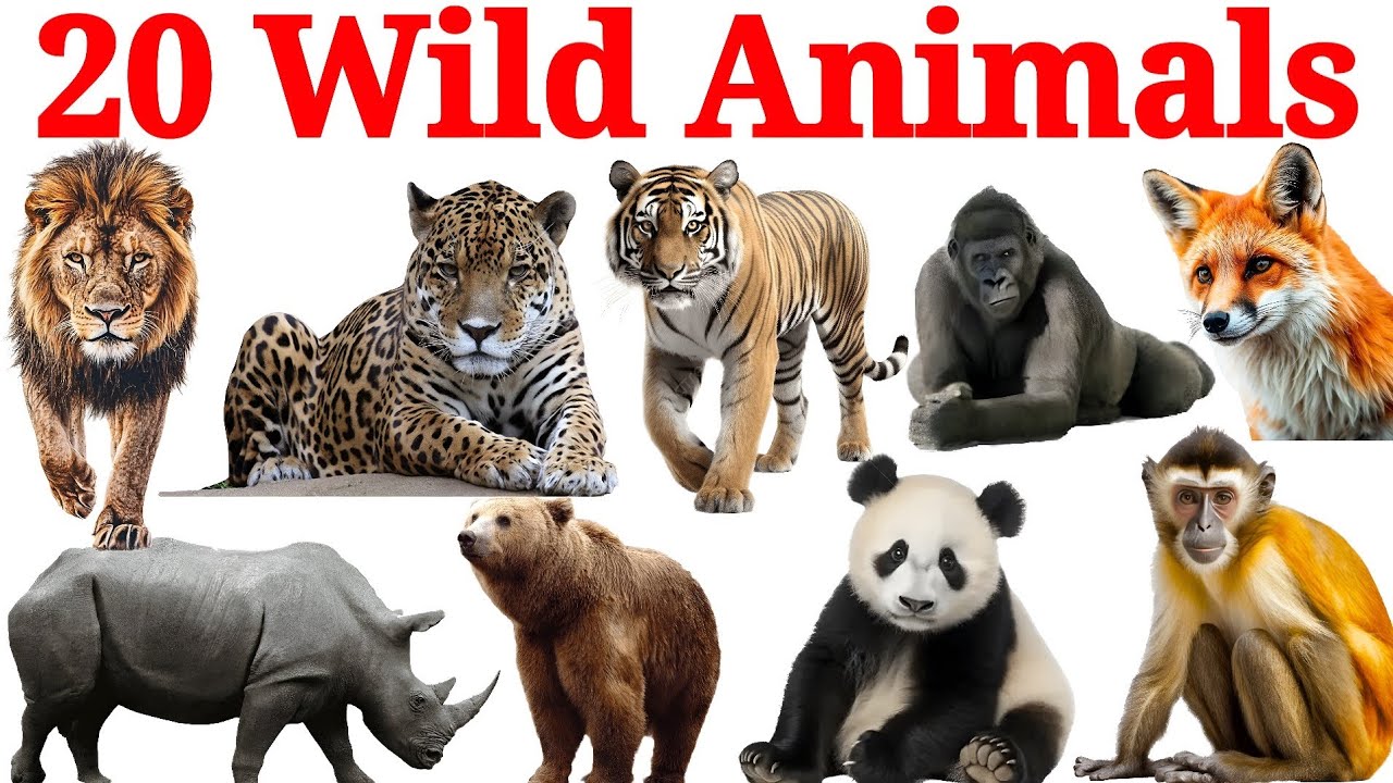 जंगली जानवरों के नाम | 20 Wild Animals for Kids | Learn Animal Names in English with Sounds & Fun