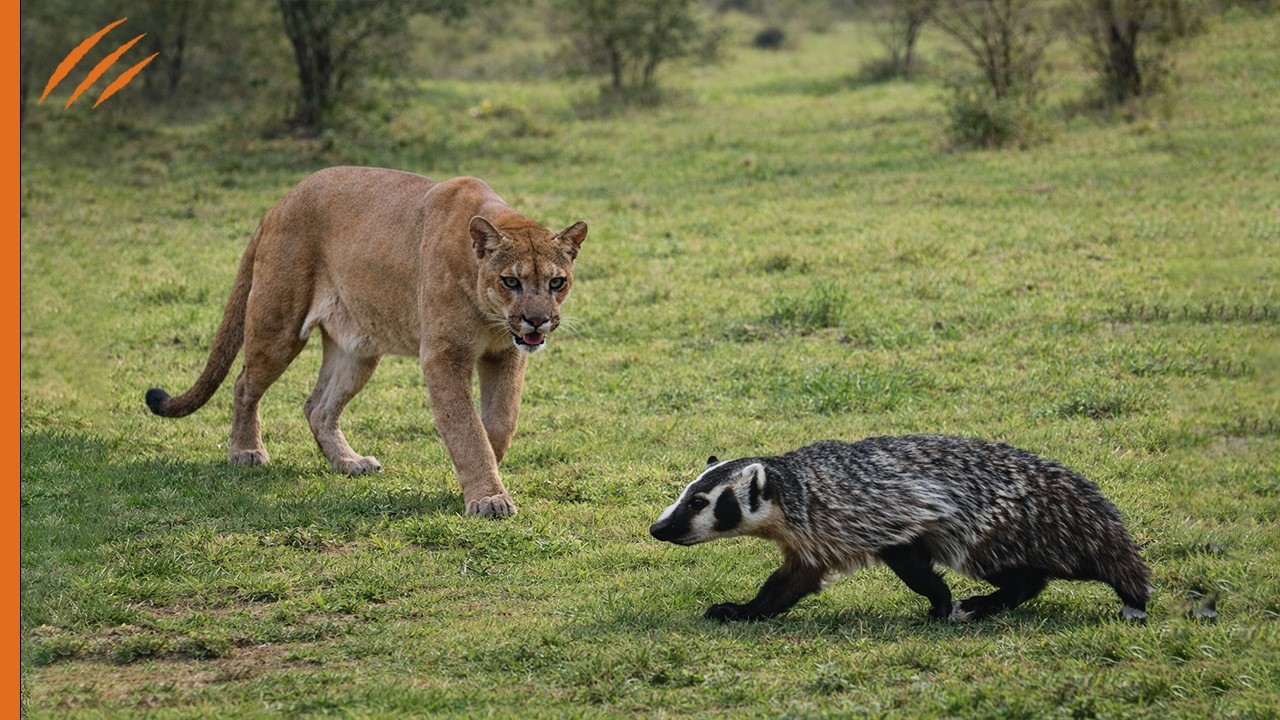 Wenn ein Puma sich einem Honigdachs n&auml;hert&hellip; zahlt er den Preis!