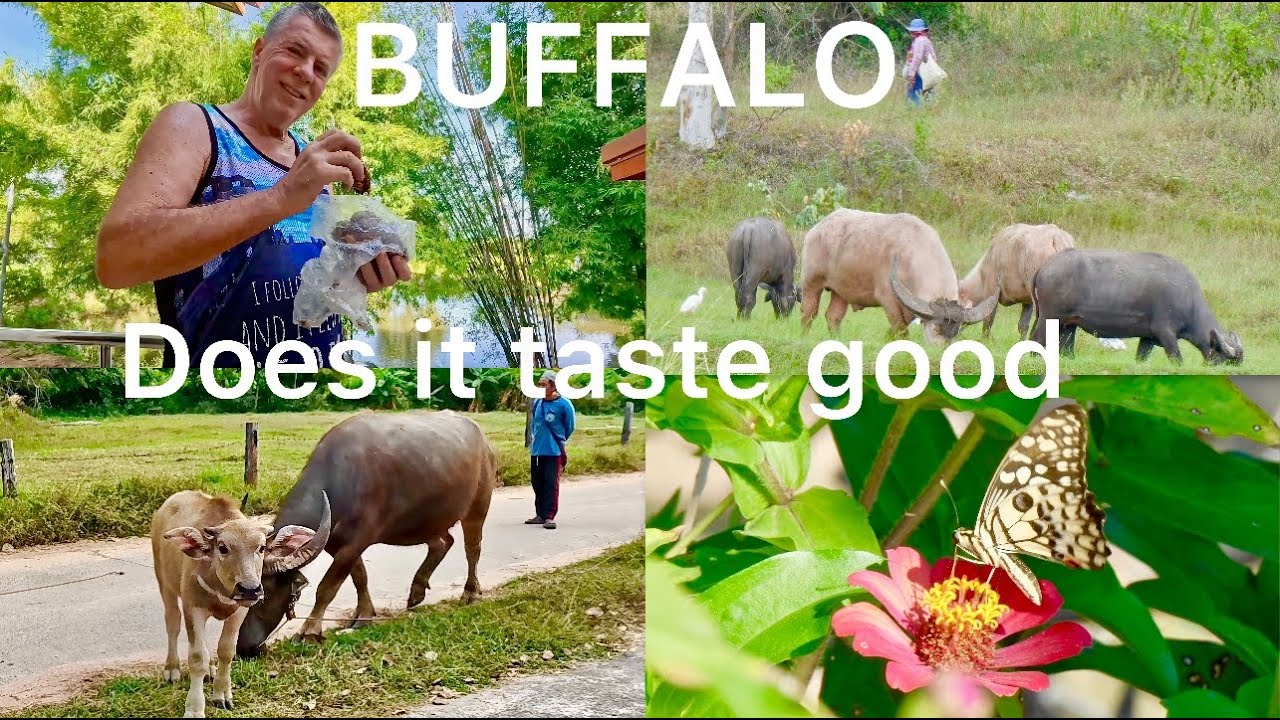 Buffalo, NOT typical Thai food, would you eat it? Plus garden progress, retired in Isan Thailand