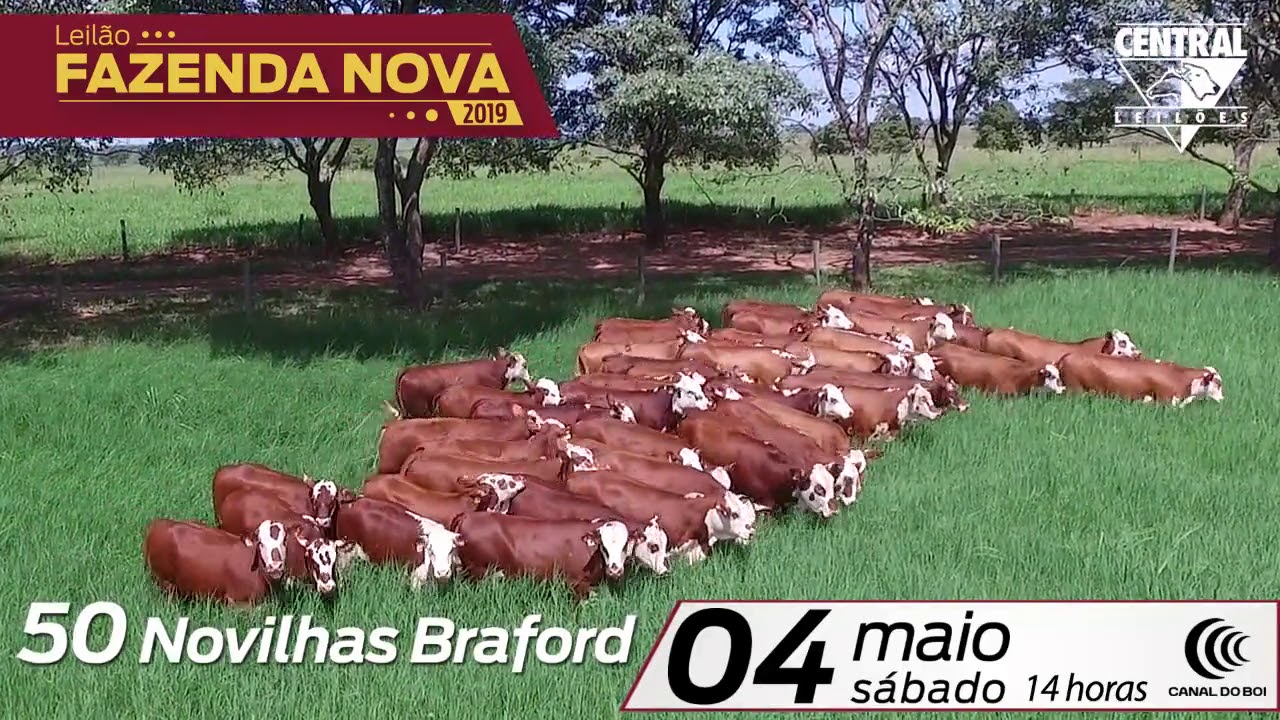 VIDEO NOVILHAS BRAFORD