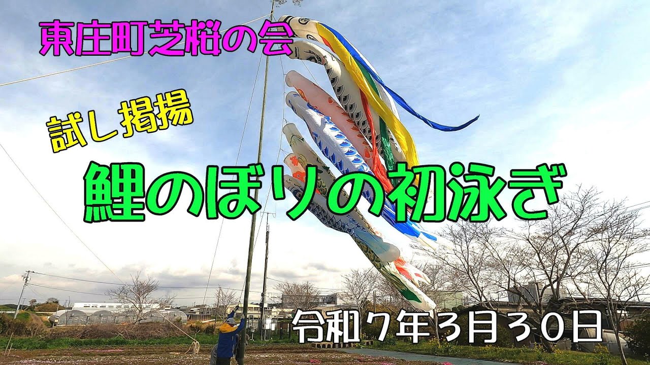 東庄町芝桜の会 鯉のぼり初泳ぎ R7 - 4k