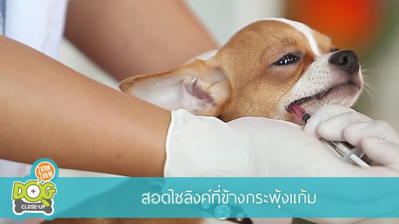 วิธีการป้อนยาน้องหมาอย่างถูกวิธีด้วยตัวเอง by Dogilike.com Ep. 5