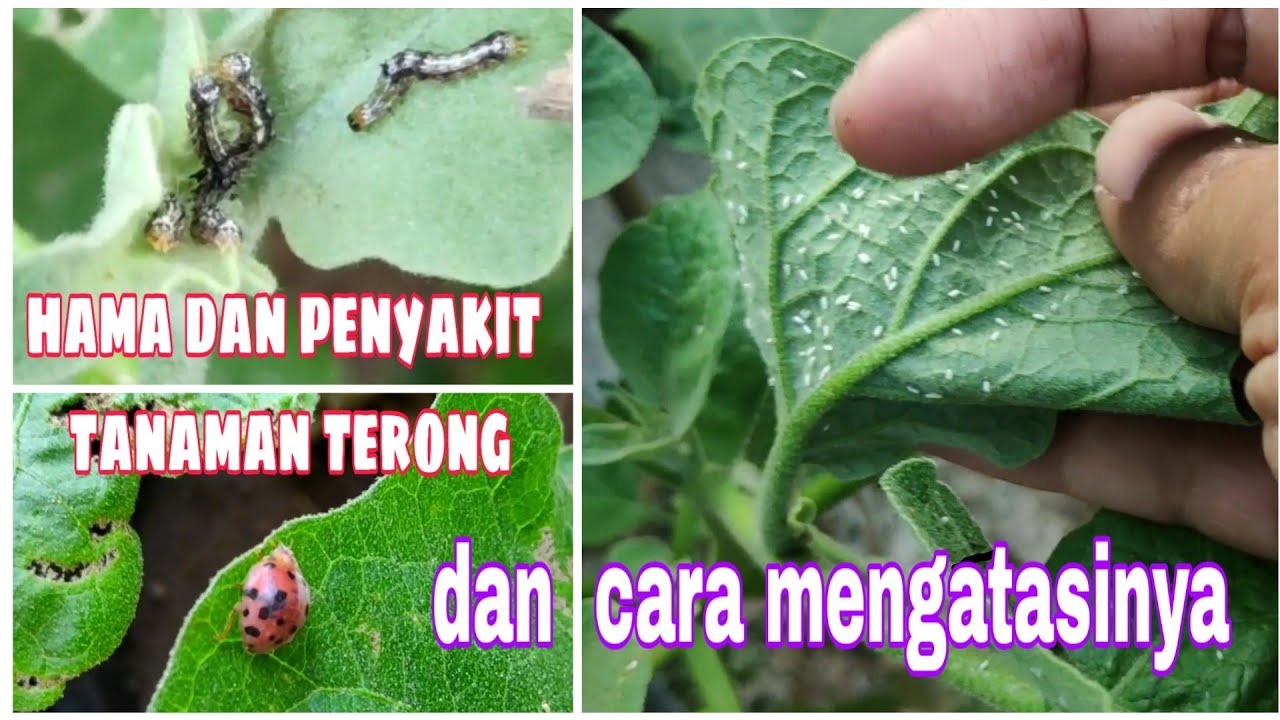 Cara mengatasi hama dan penyakit tanaman terong