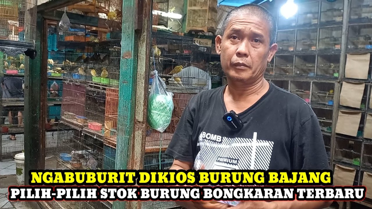 STOK BURUNG BONGKARAN TERBARU DIKIOS BAJANG PASAR BURUNG PRAMUKA HARI INI