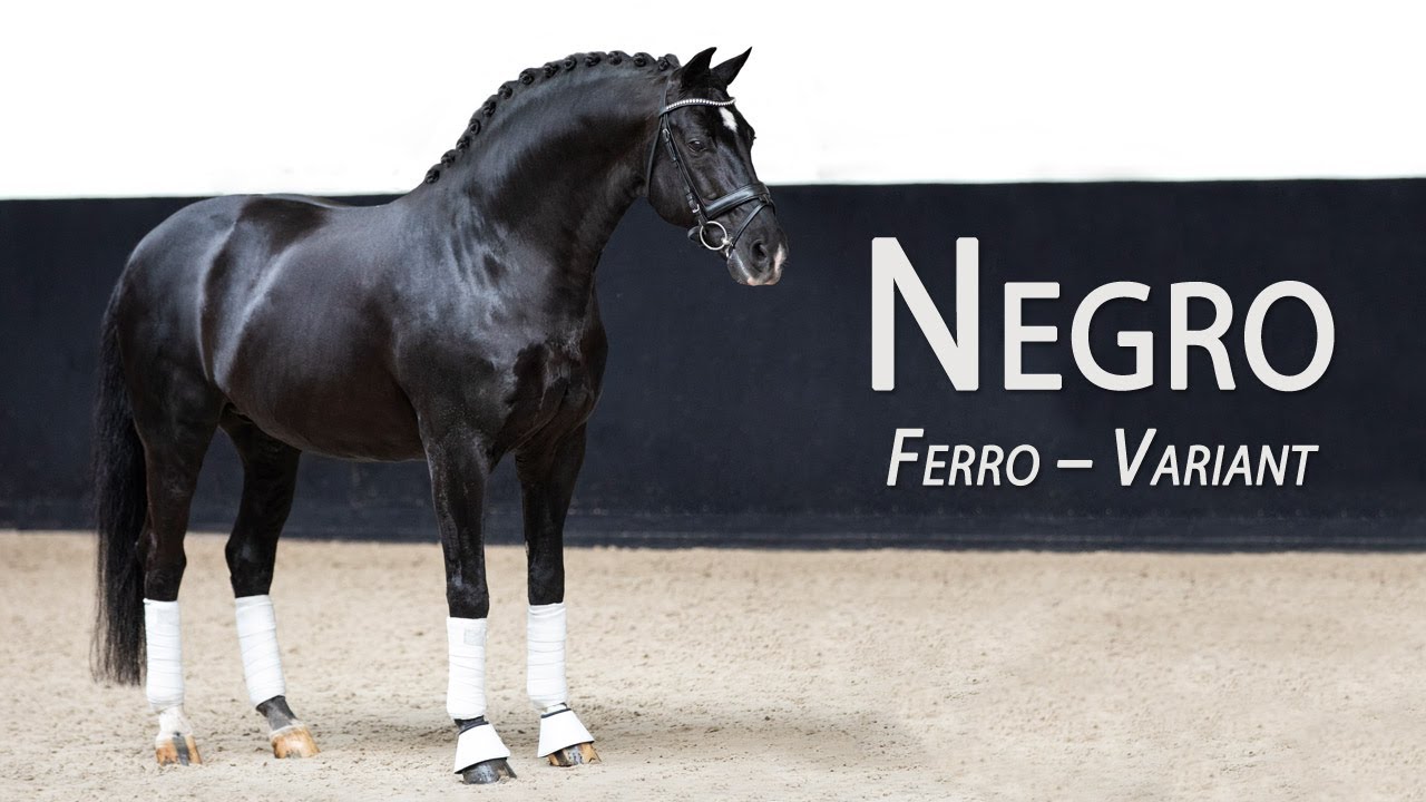 Negro (Ferro - Variant) - FEI Dutch Stallion, sire of Olympic Medalist Valegro