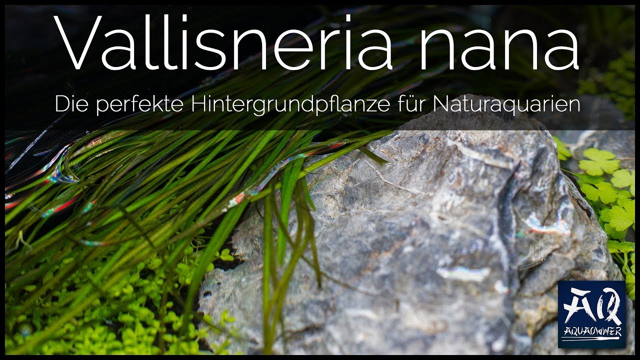 Vallisneria nana vorgestellt | AquaOwner