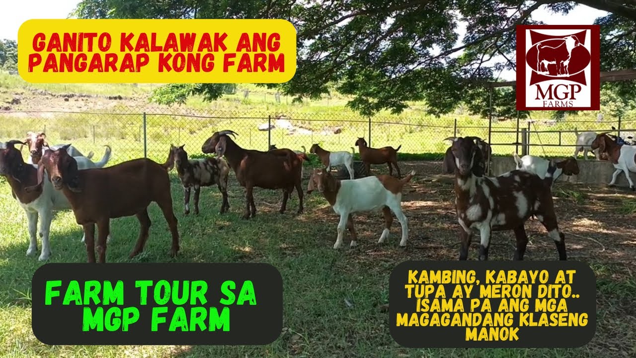 TOUR SA KAMBINGAN NI BOSS MARTIN POBLADOR NG MGP FARM LOCATED AT LIAN BATANGAS/BOER GOAT FARMING