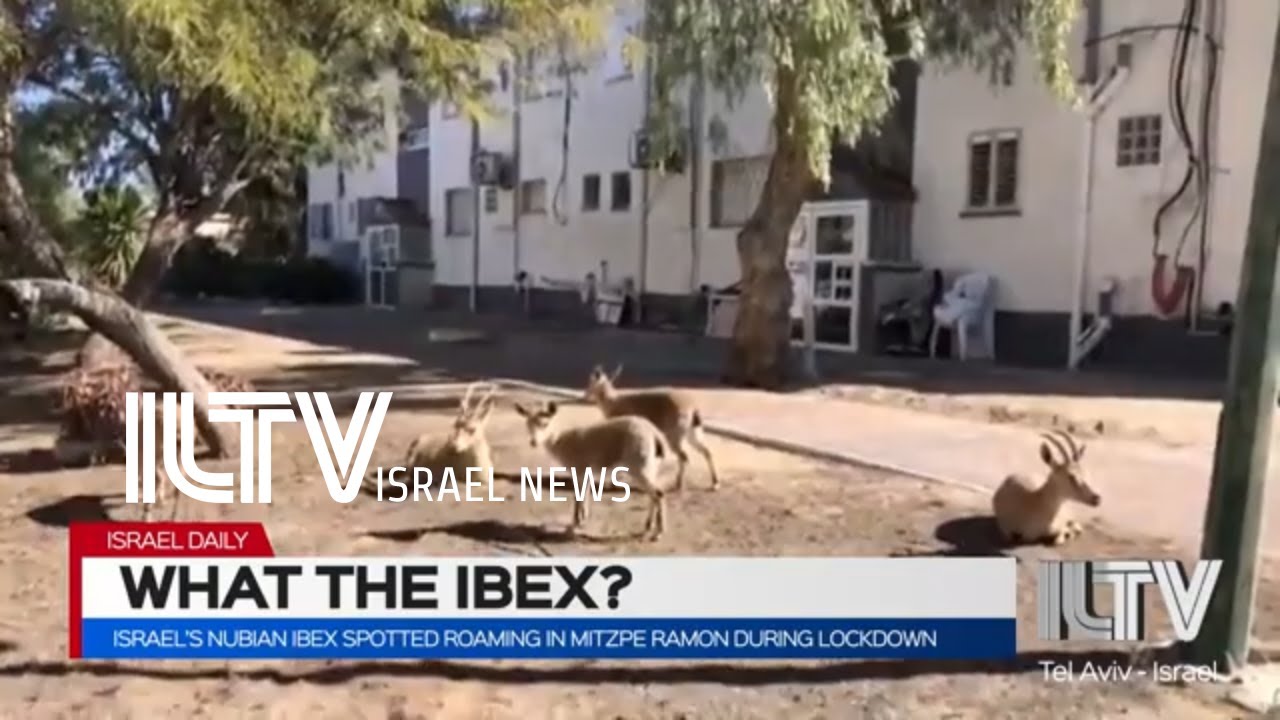 Israel’s Nubian ibex spotted roaming in Mitzpe Ramon during lockdown