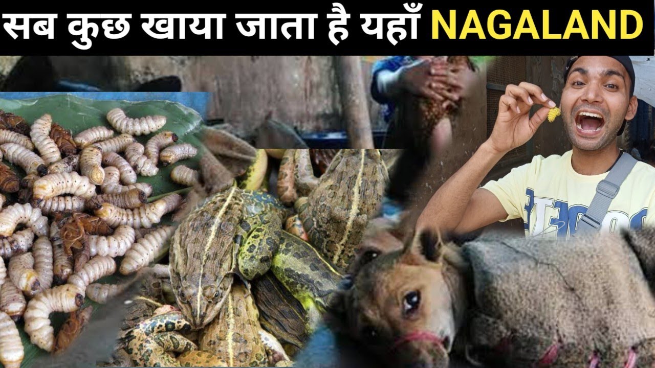 नागालैंड इतना अलग क्यों है भारत सें? || Why is Nagaland so different in India?