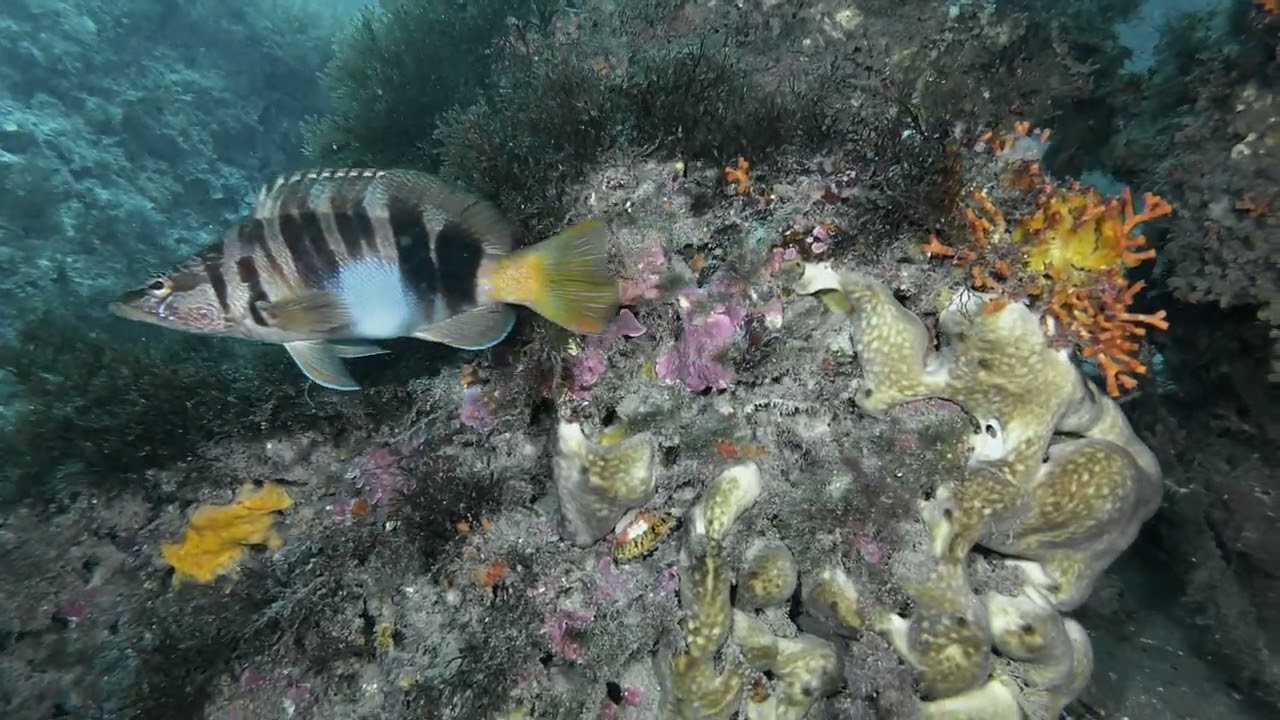Calahonda. Buceos de invierno