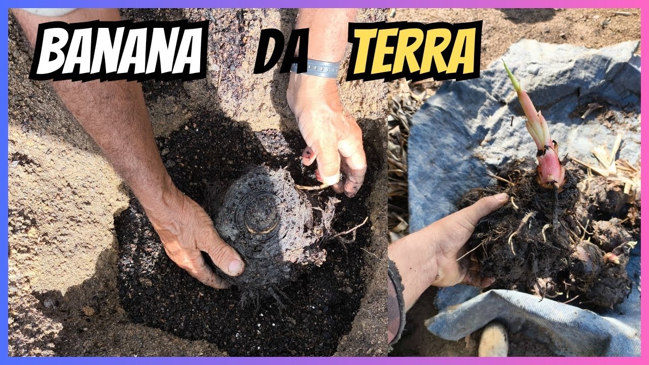 COMO PLANTAR banana da terra!
