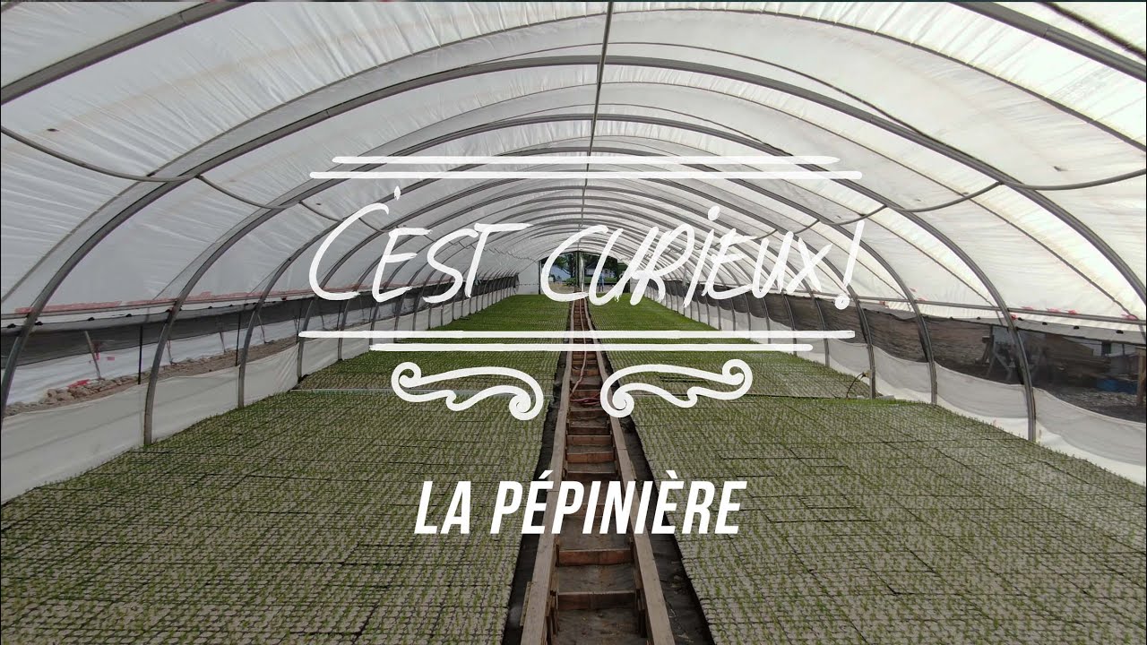 C'est curieux!: Pépinière